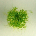 miniature