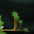 miniature