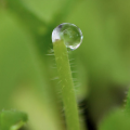 miniature