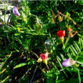 miniature