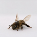 miniature