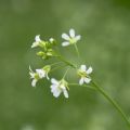 miniature