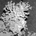 miniature