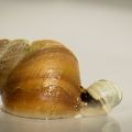 miniature