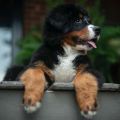 miniature