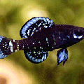 miniature