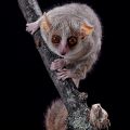 miniature