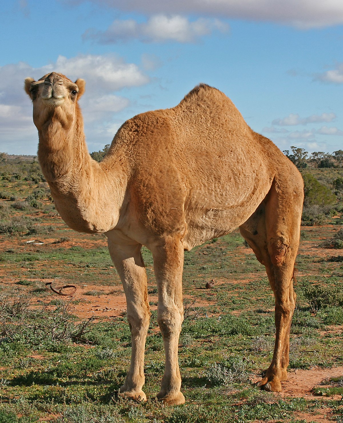  Dromadaire (Camelus dromedarius)