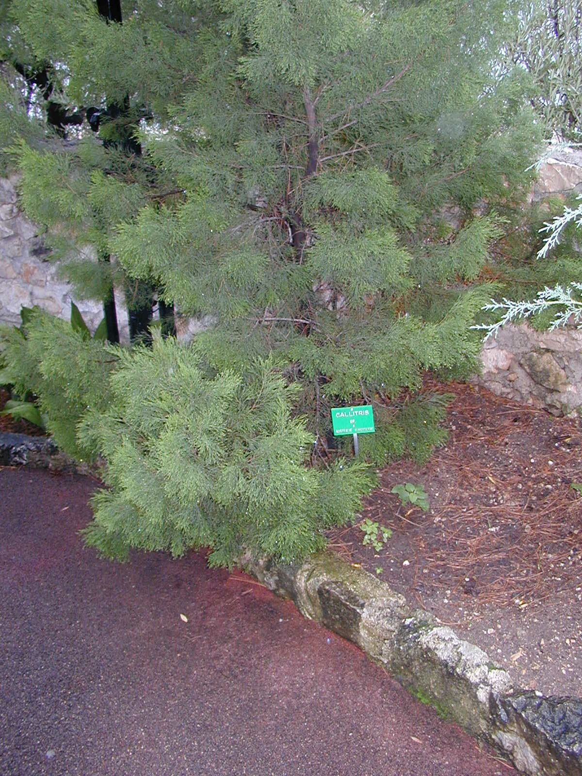 Écozone australasienne plantes à graines par nom scientifique (C