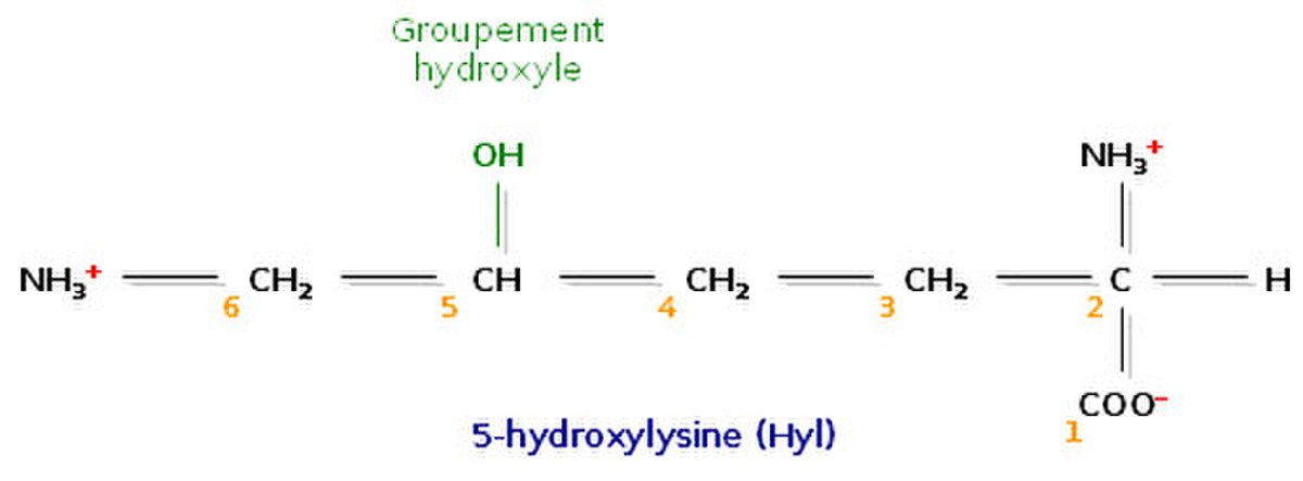 Un acide aminé fréquent dans le collagène, la 5-hydroxylysine