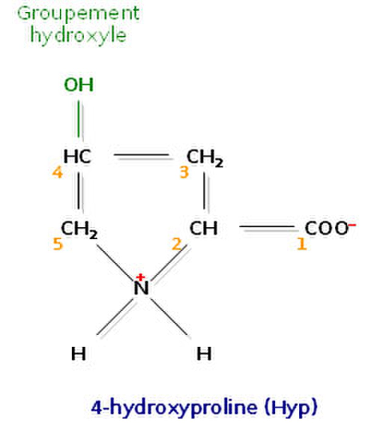 Un acide aminé fréquent dans le collagène, la 4-hydroxyproline