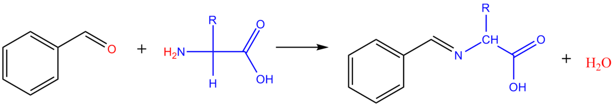 Réaction d'un acide aminé avec un aldéhyde aromatique.