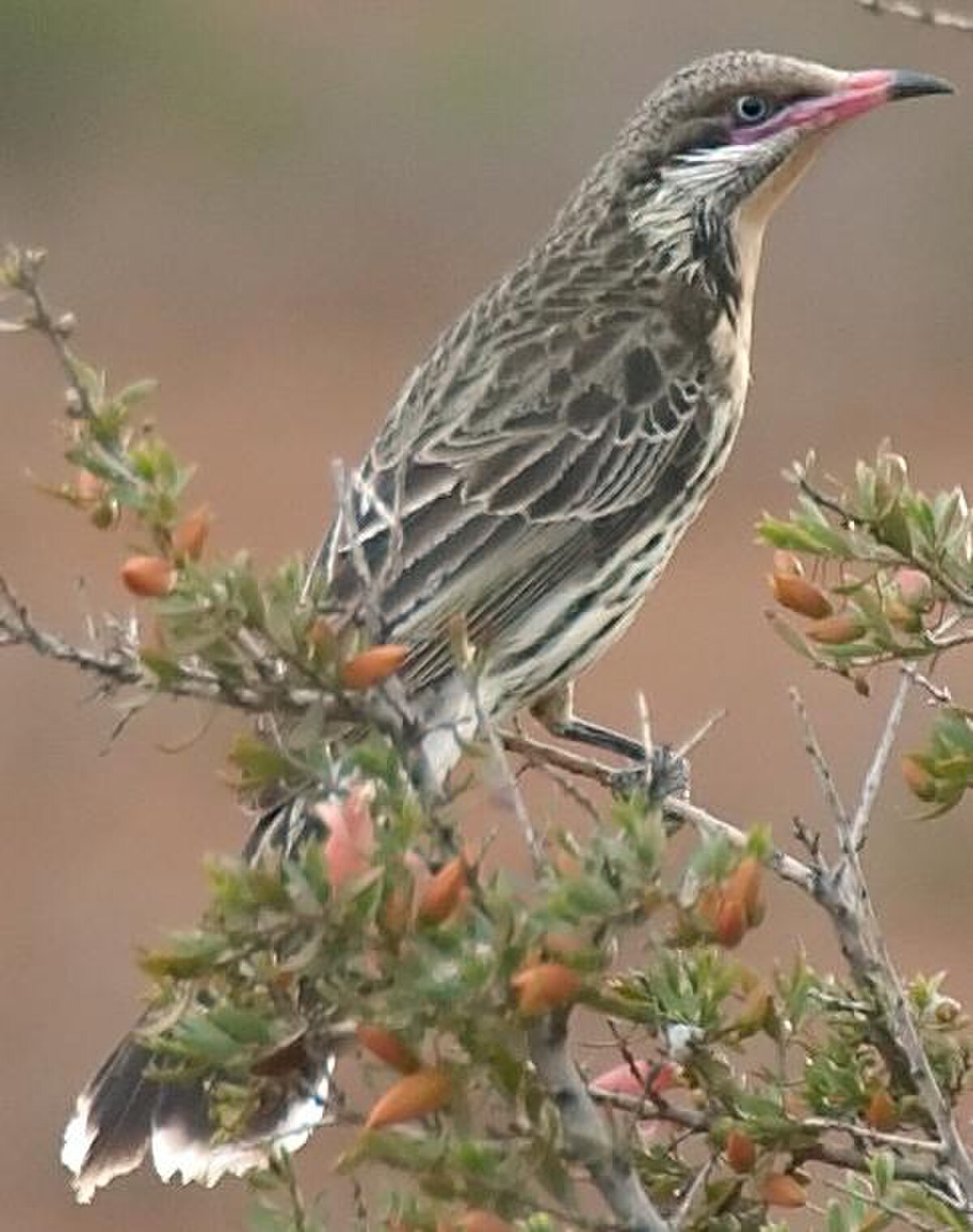 Méliphage à bavette - Définition et Explications