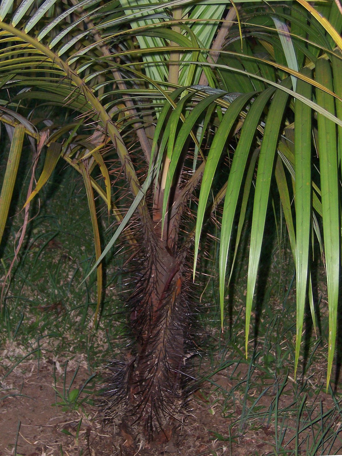  Jeune palmiste rouge  planté dans un jardin à la Réunion