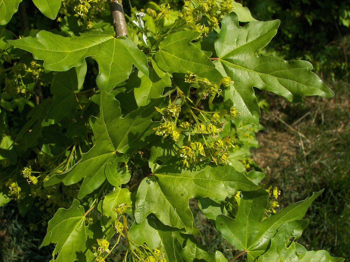 Gemmothérapie bourgeons d'Érable* (Acer campestre L.)