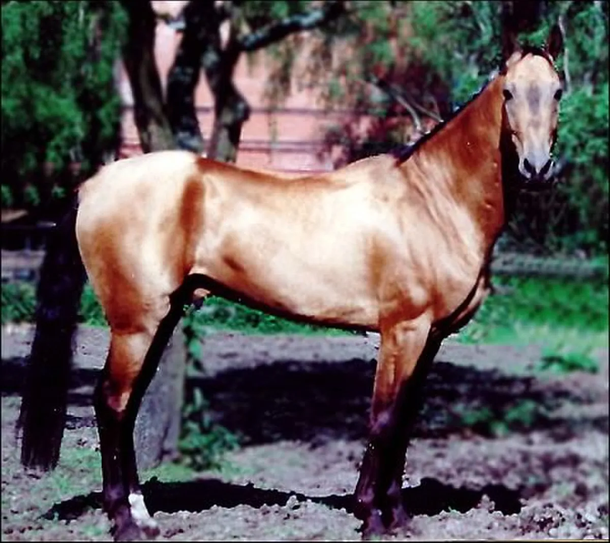 Akhal Teke D finition et Explications