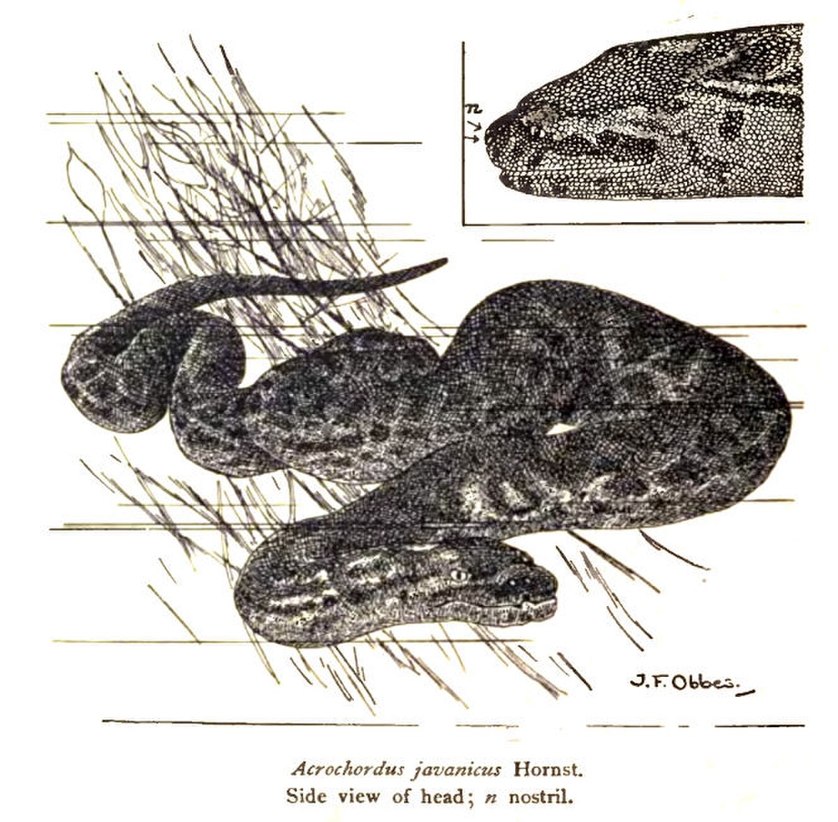 Acrochordus - Définition et Explications