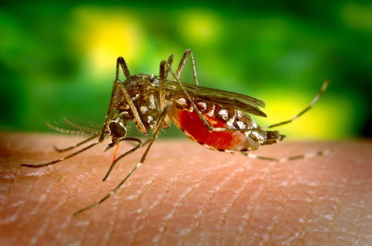 Aedes aegypti bloodfeeding CDC Gathany.jpg