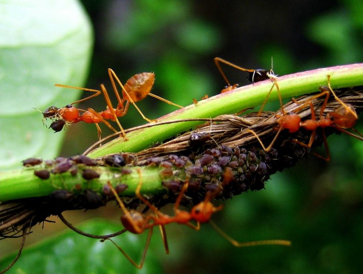 🔎 Formicidae - Écologie et répartition