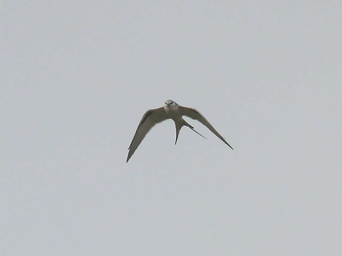 Cèdre de lame de cuivre et mangeoire d'oiseaux Senegal