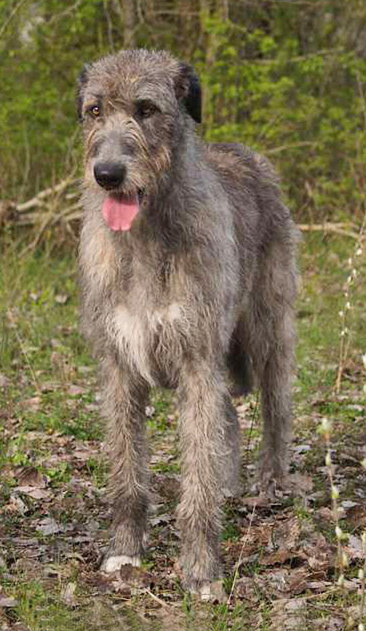 Race de chien cheap irish wolfhound