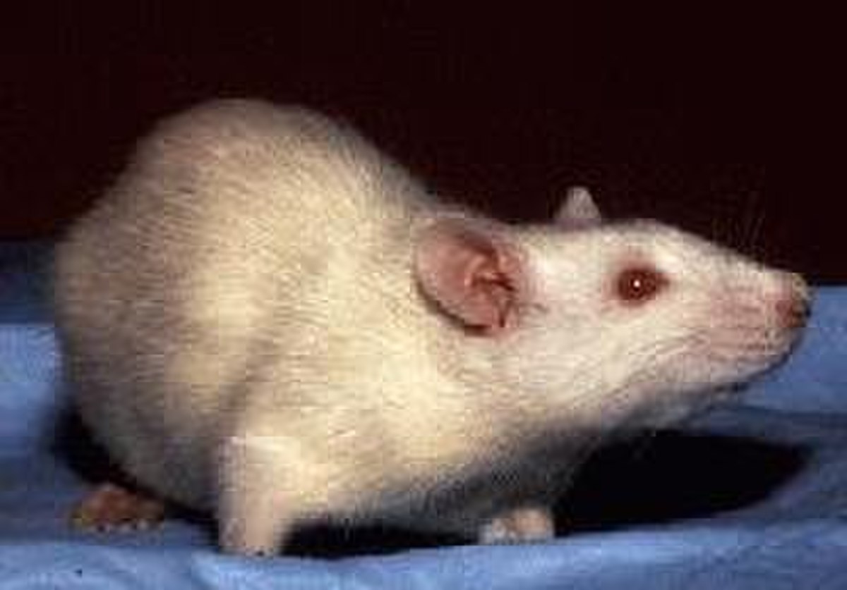 Un rat blanc aux yeux rouges, albinos, vu de profil