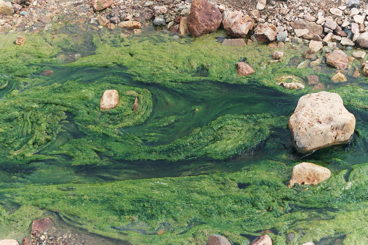 Algues vertes filamenteuses d'eau douce