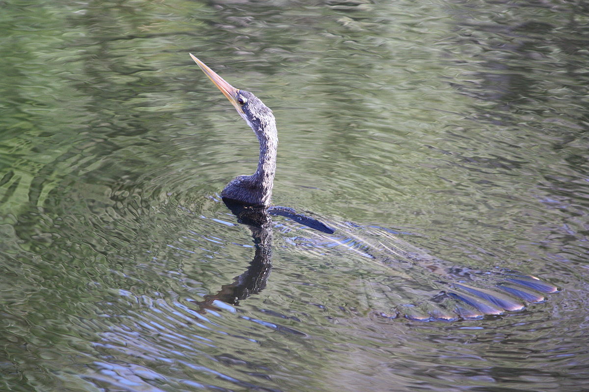 Anhinga d'Amérique - Définition et Explications