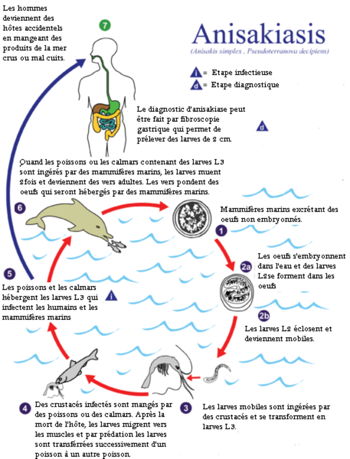 Nématodes : définition et explications