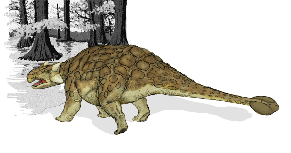  Modelage 3D de l'Ankylosaurus