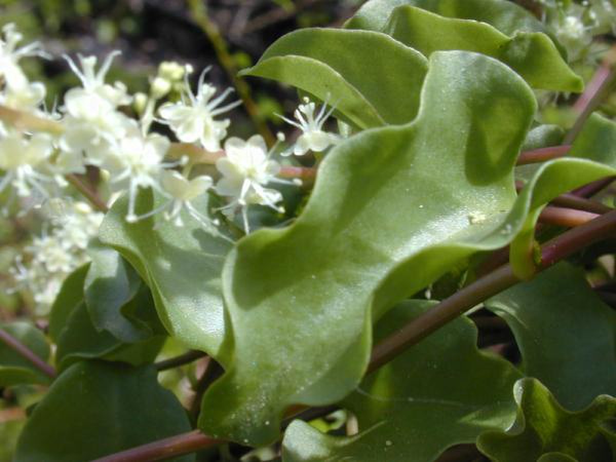  Anredera cordifolia