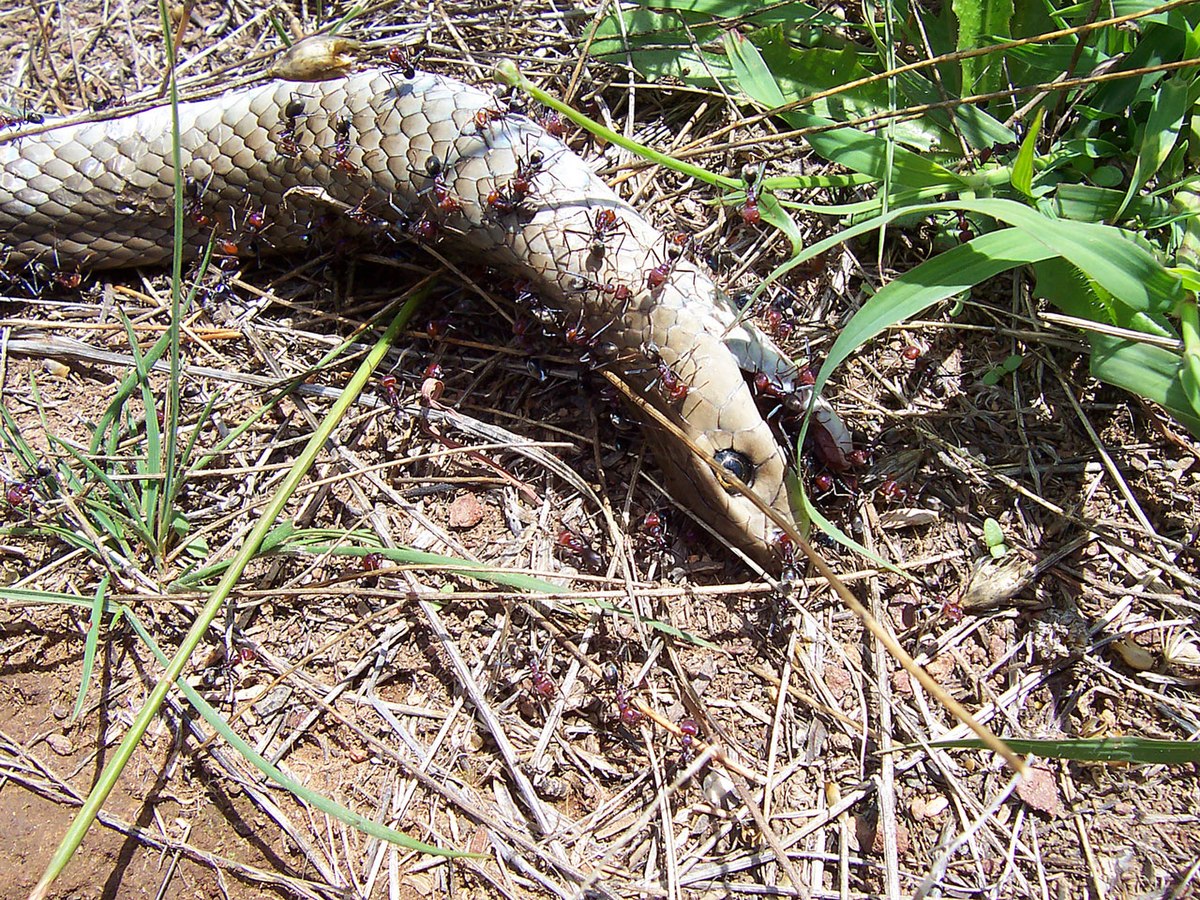 🔎 Formicidae - Écologie et répartition