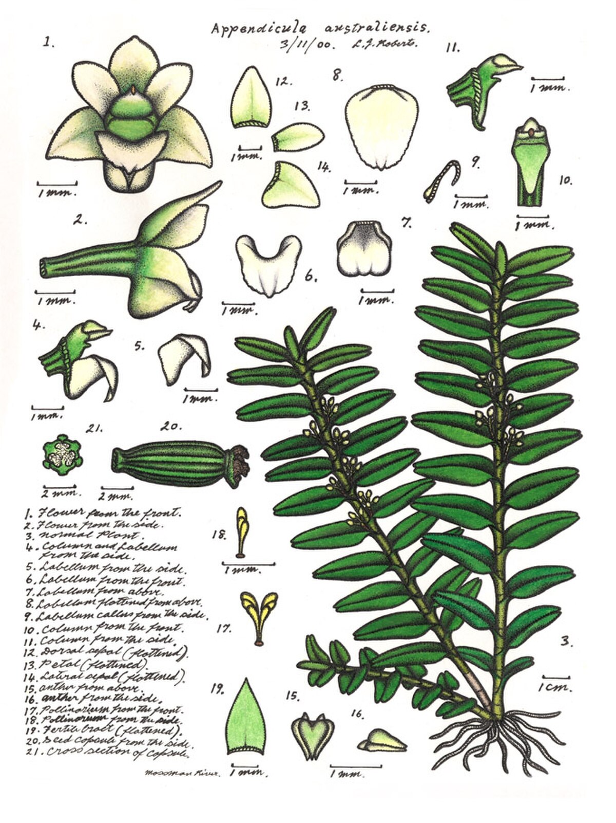 Appendicula australiensis