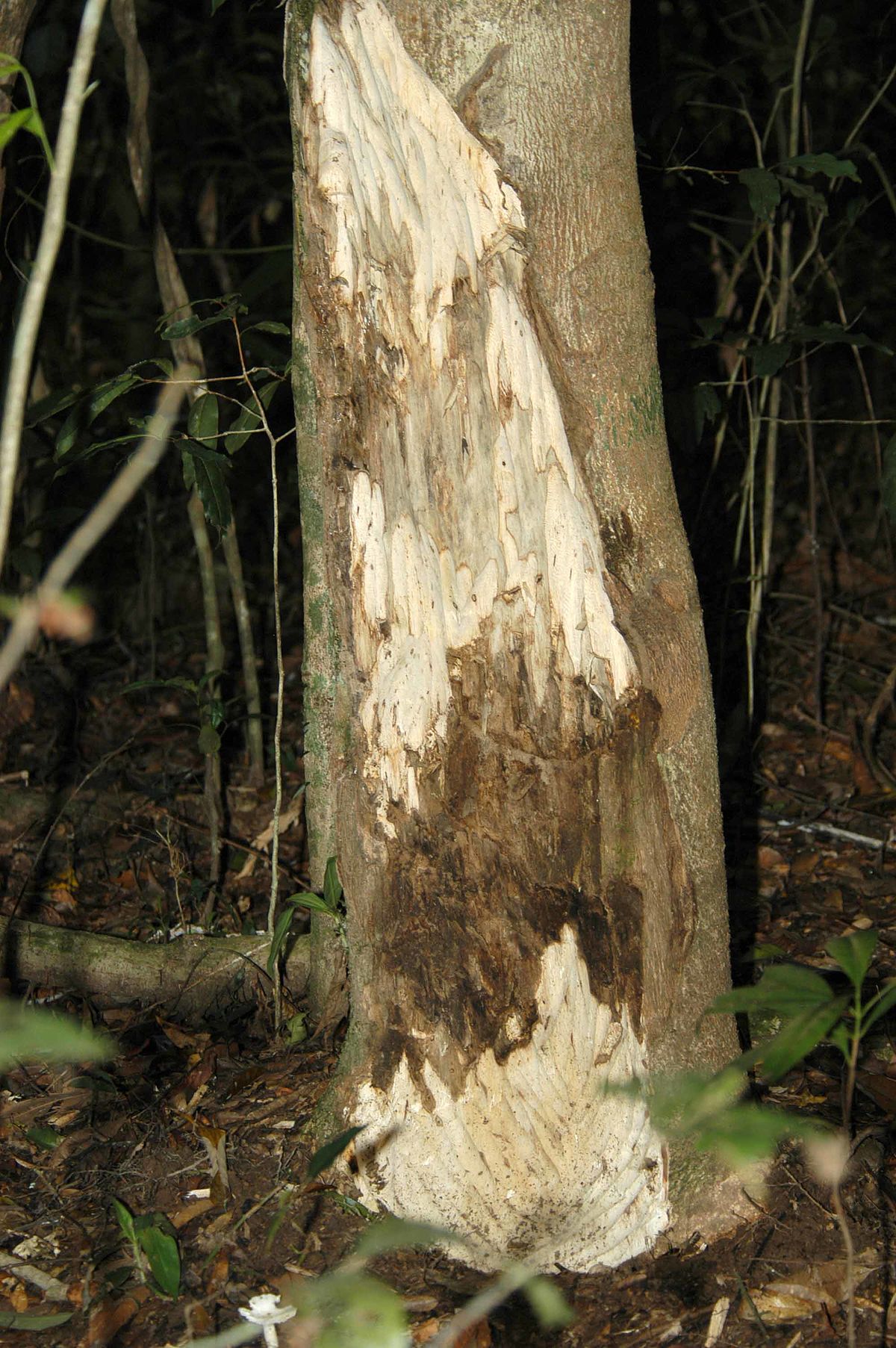 Tronc braconné d’Aquilaria crassna (Khao Yai, Thaïlande)