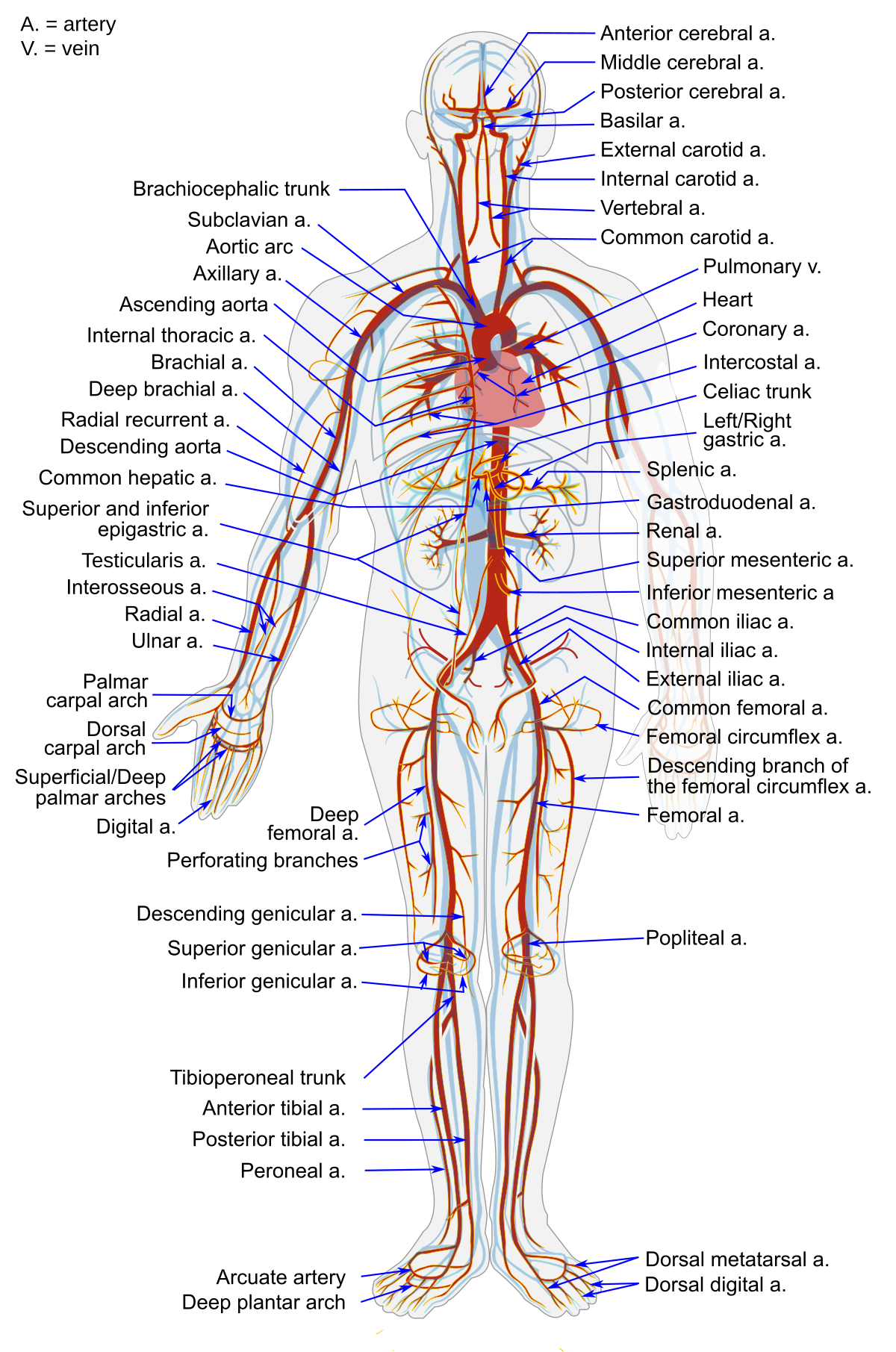Arterial System en.svg