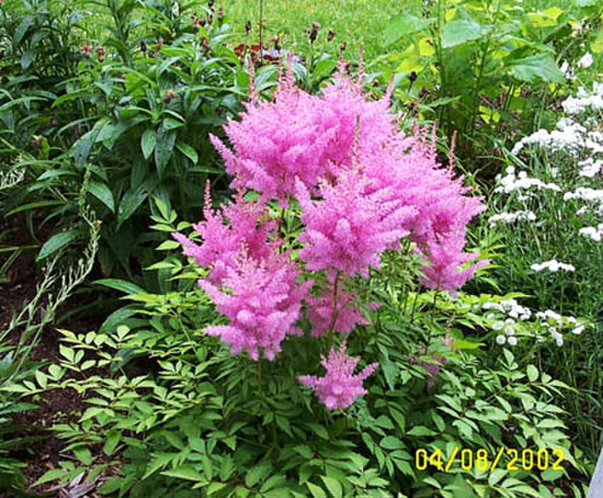  Astilbe rose