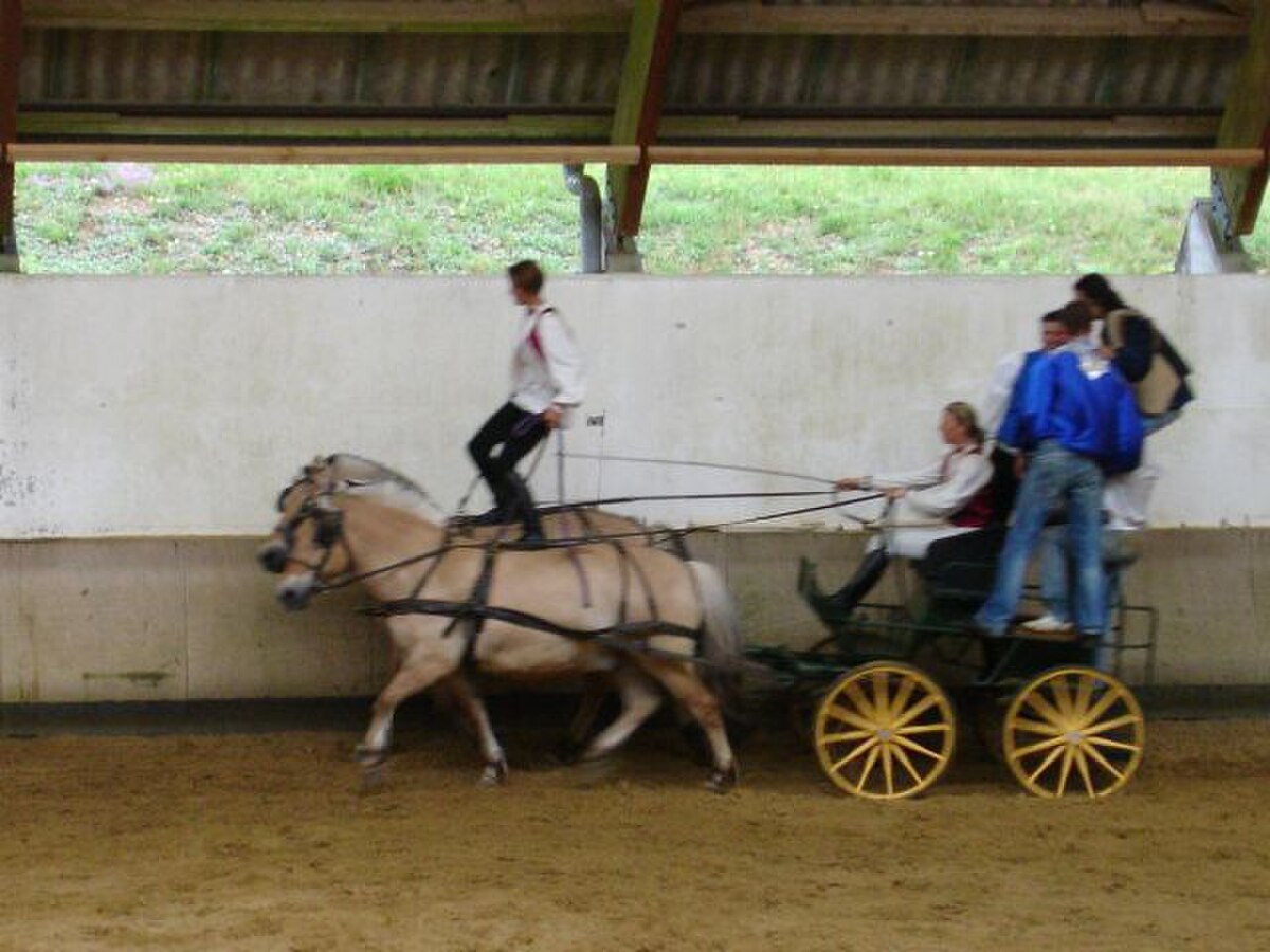 Fjord cheval D finition et Explications