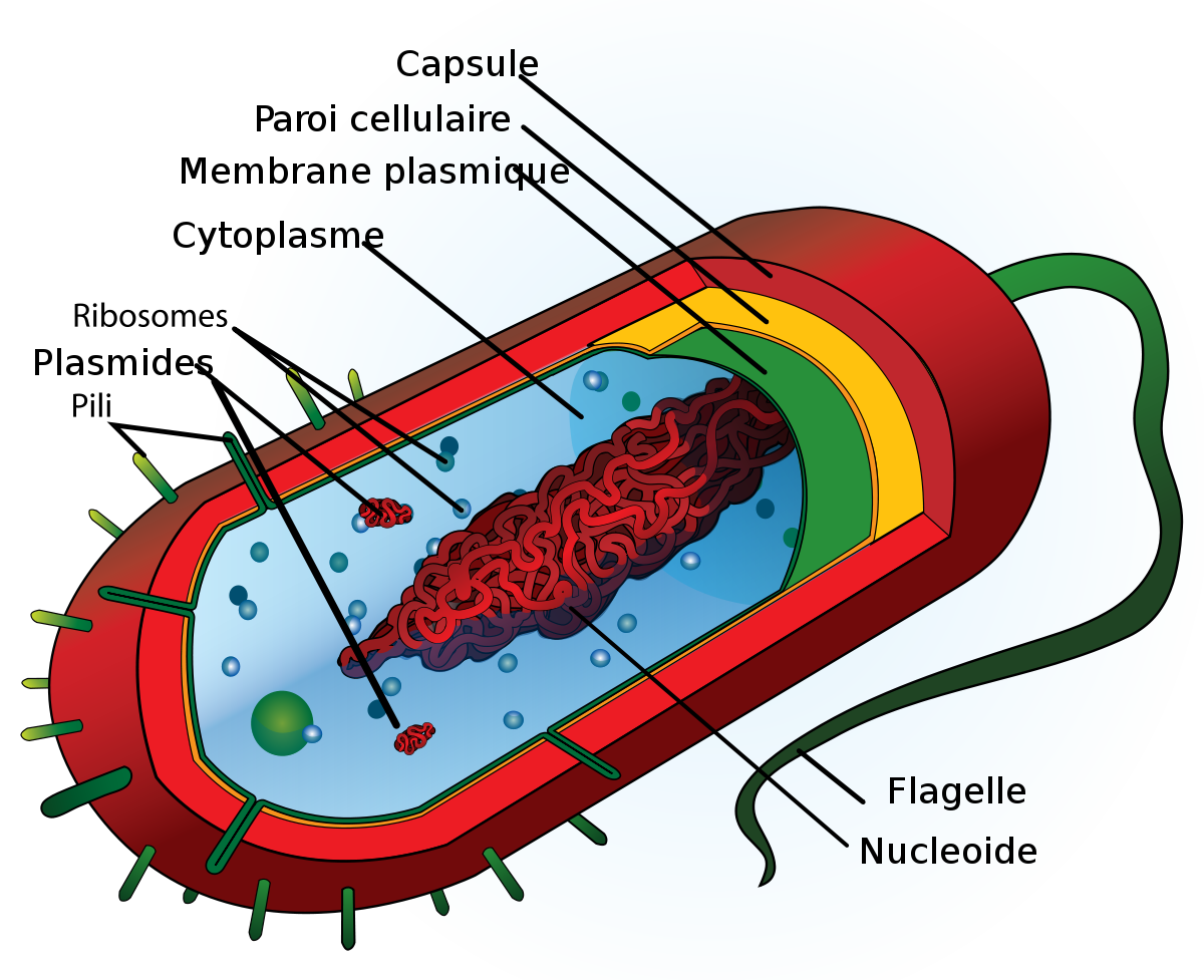 structure du peptidoglycane paroi cellulaire bactérienne