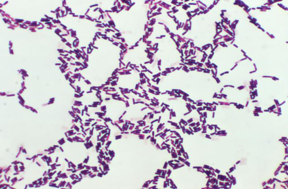  Coloration Gram de Bacillus coagulans