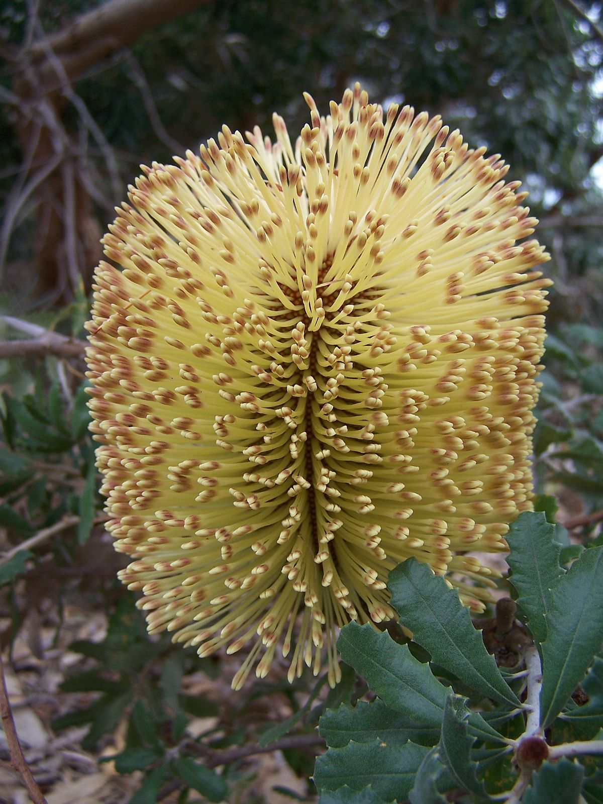  Inflorescence de Banksia epica