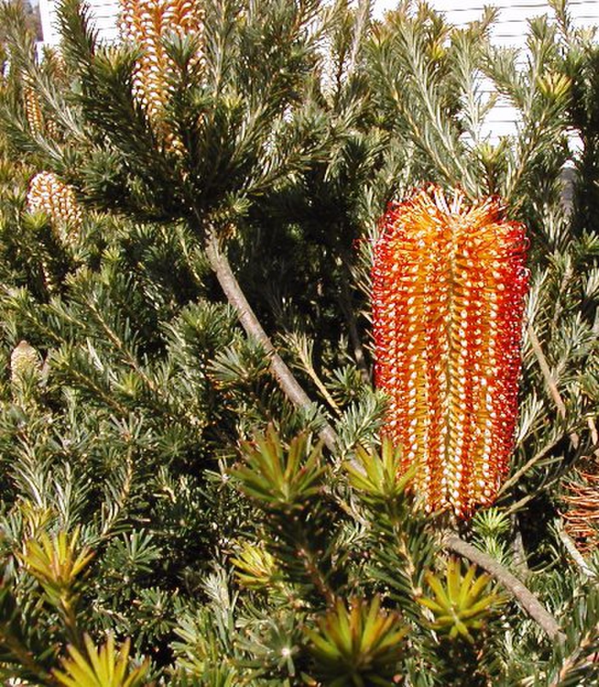  Banksia à feuilles de bruyère