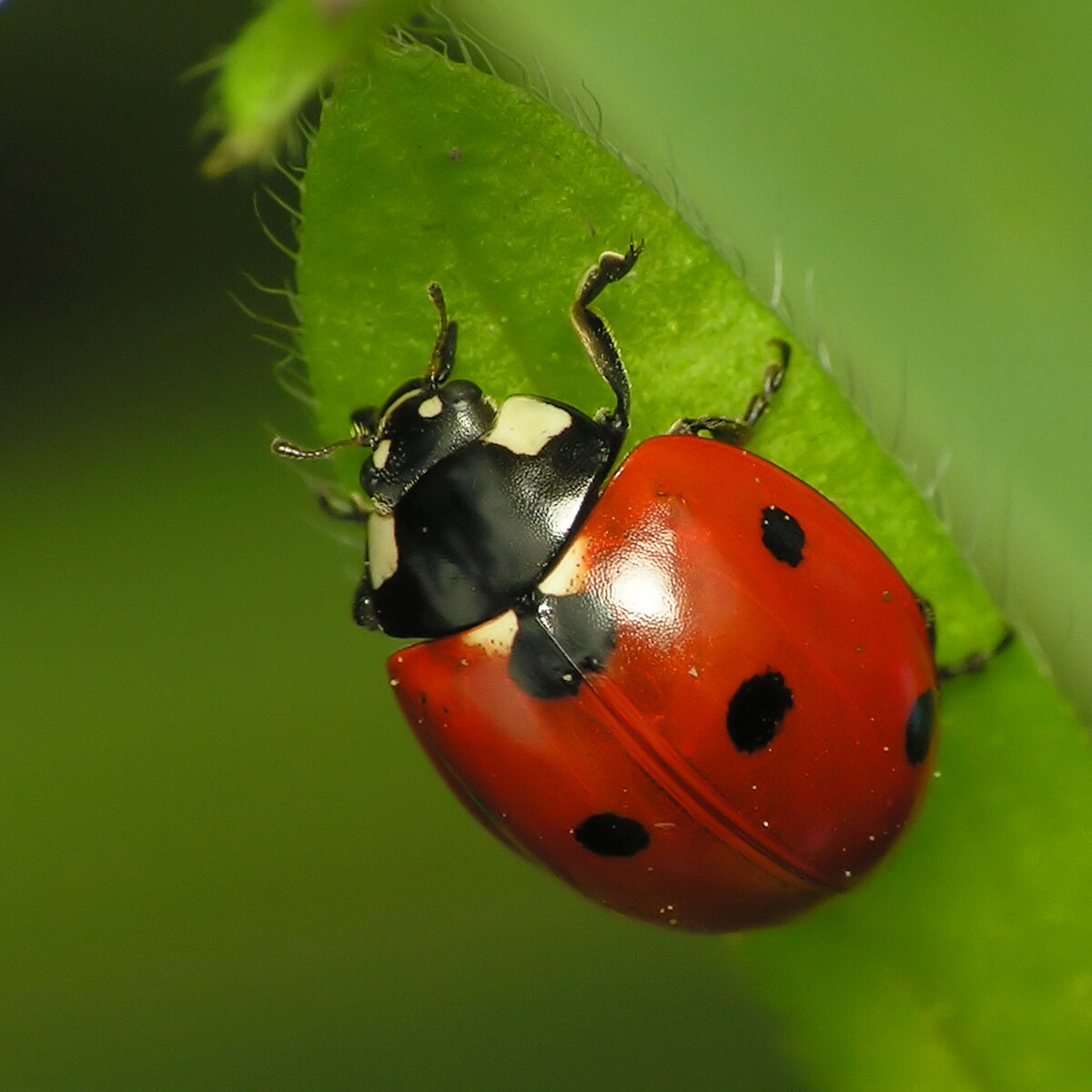 Coccinellidae D finition et Explications