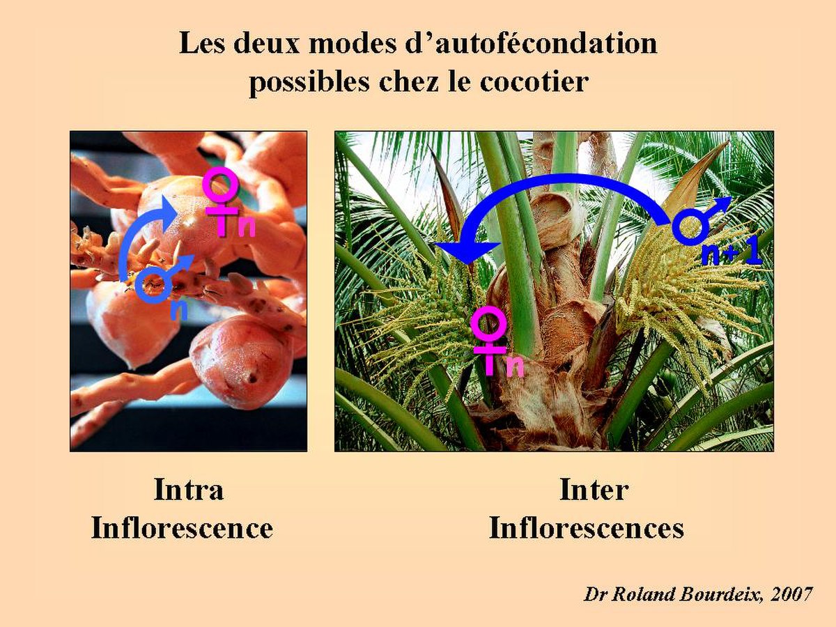 🔎 Noix de coco - Définition et Explications