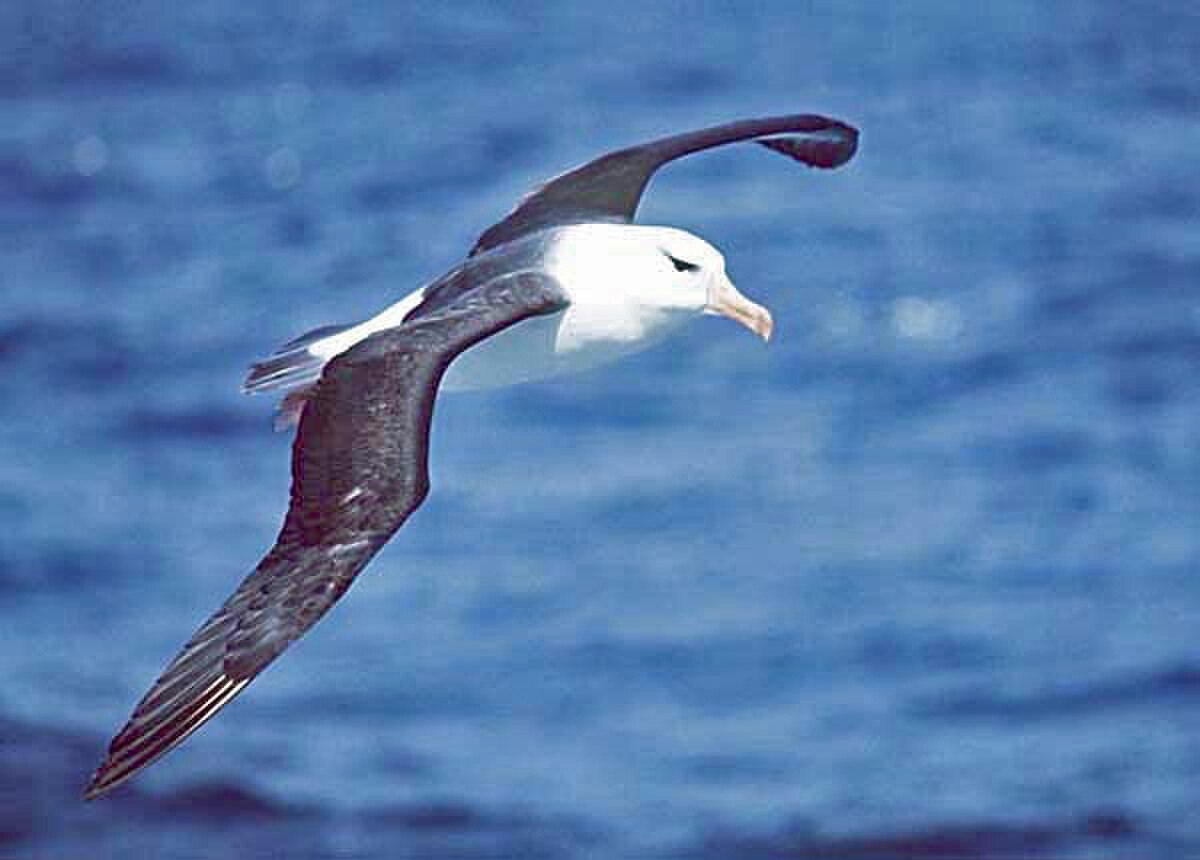 un Albatros à sourcils noirs en vol. On voit le dessus des ailes, presque noires.