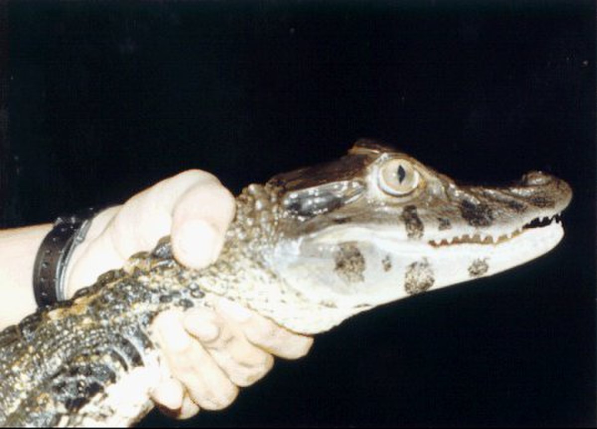 Melanosuchus niger