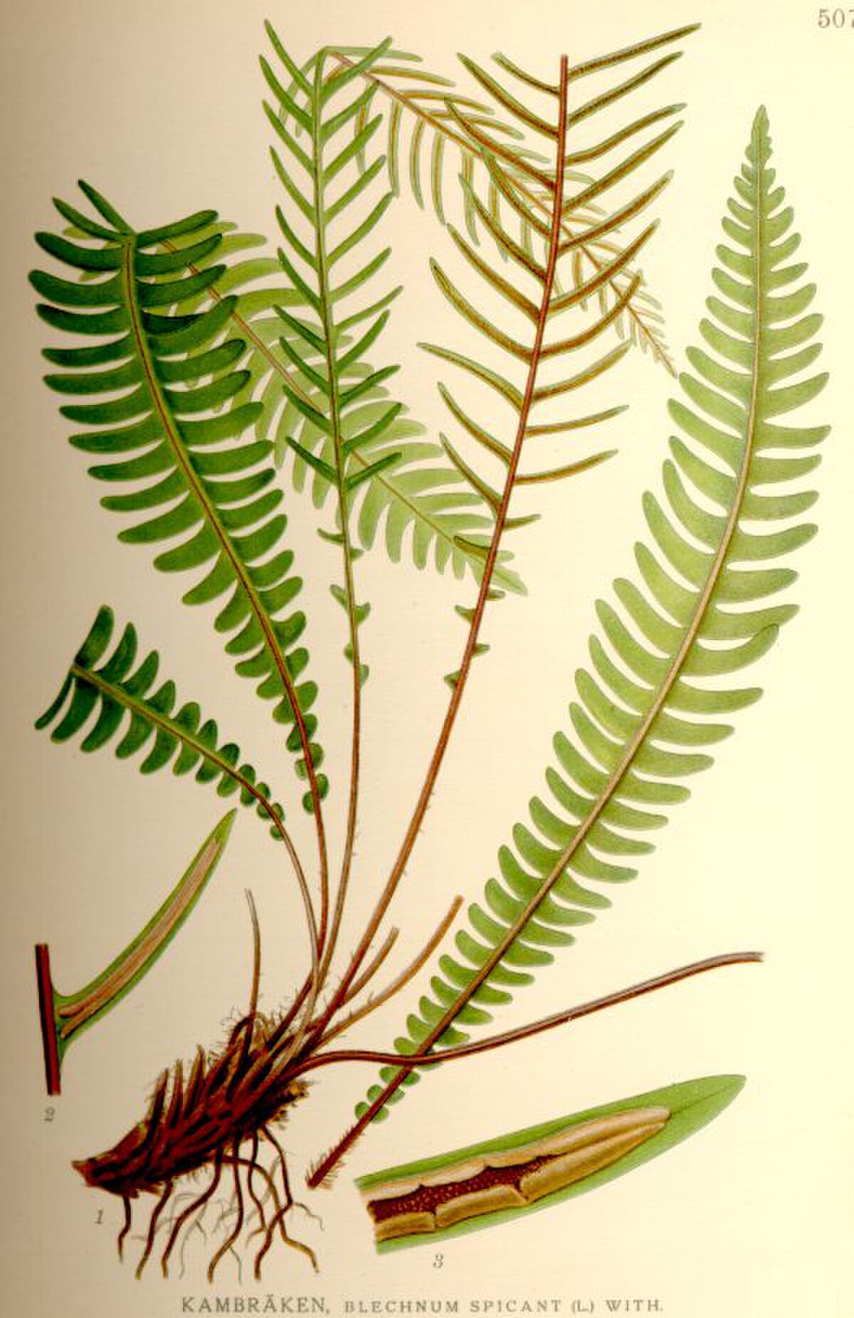 Blechnum en épi - Définition et Explications