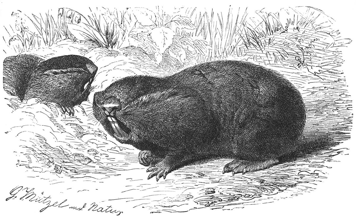 Rat-taupe de l'espèce Nannospalax nehringi