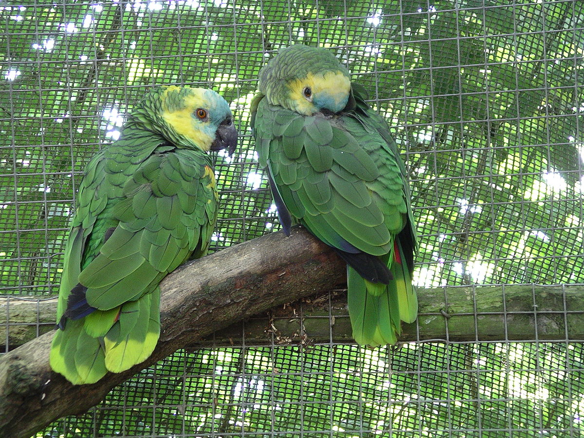 Amazone (oiseau) - Définition Et Explications