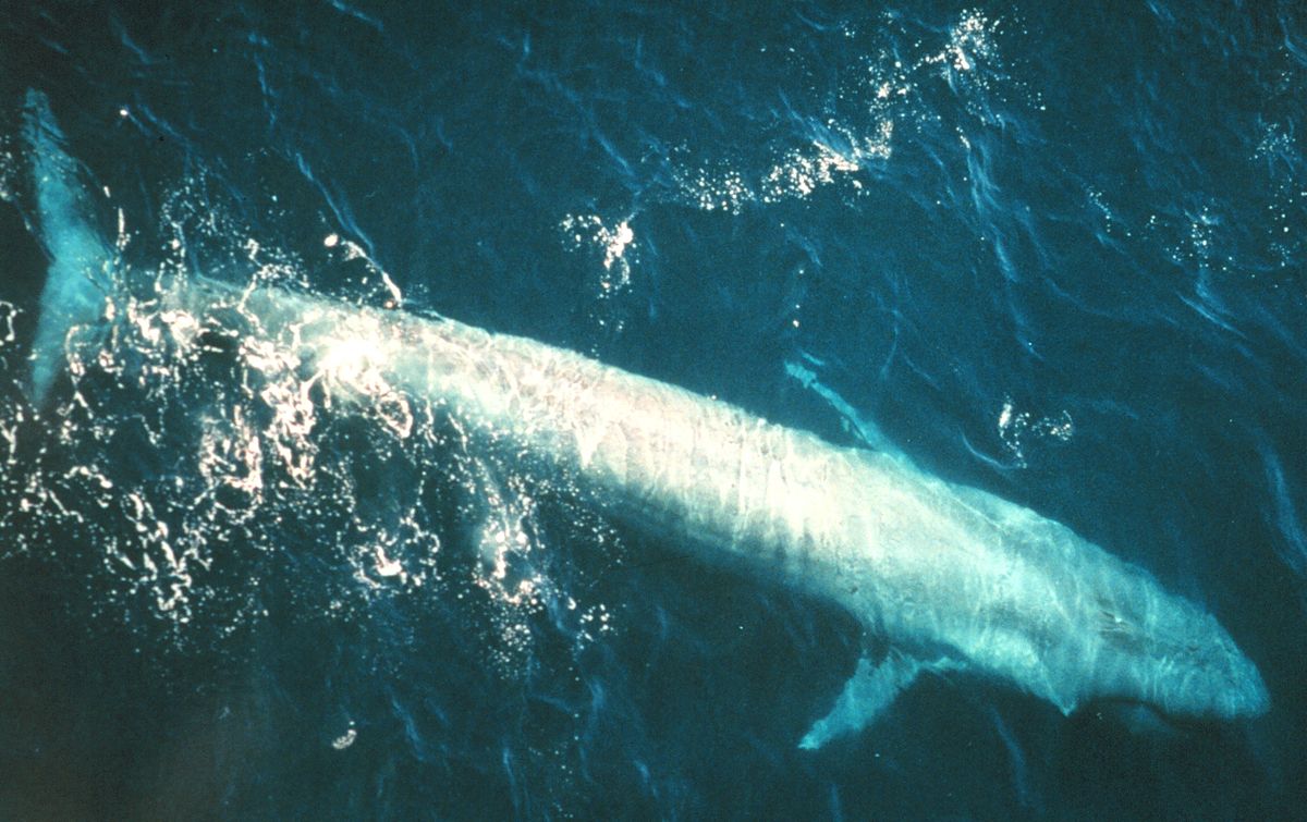 Baleine bleue dans l'océan Pacifique