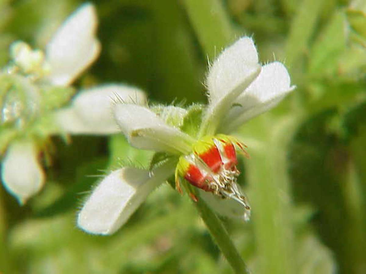  Blumenbachia hieronymi